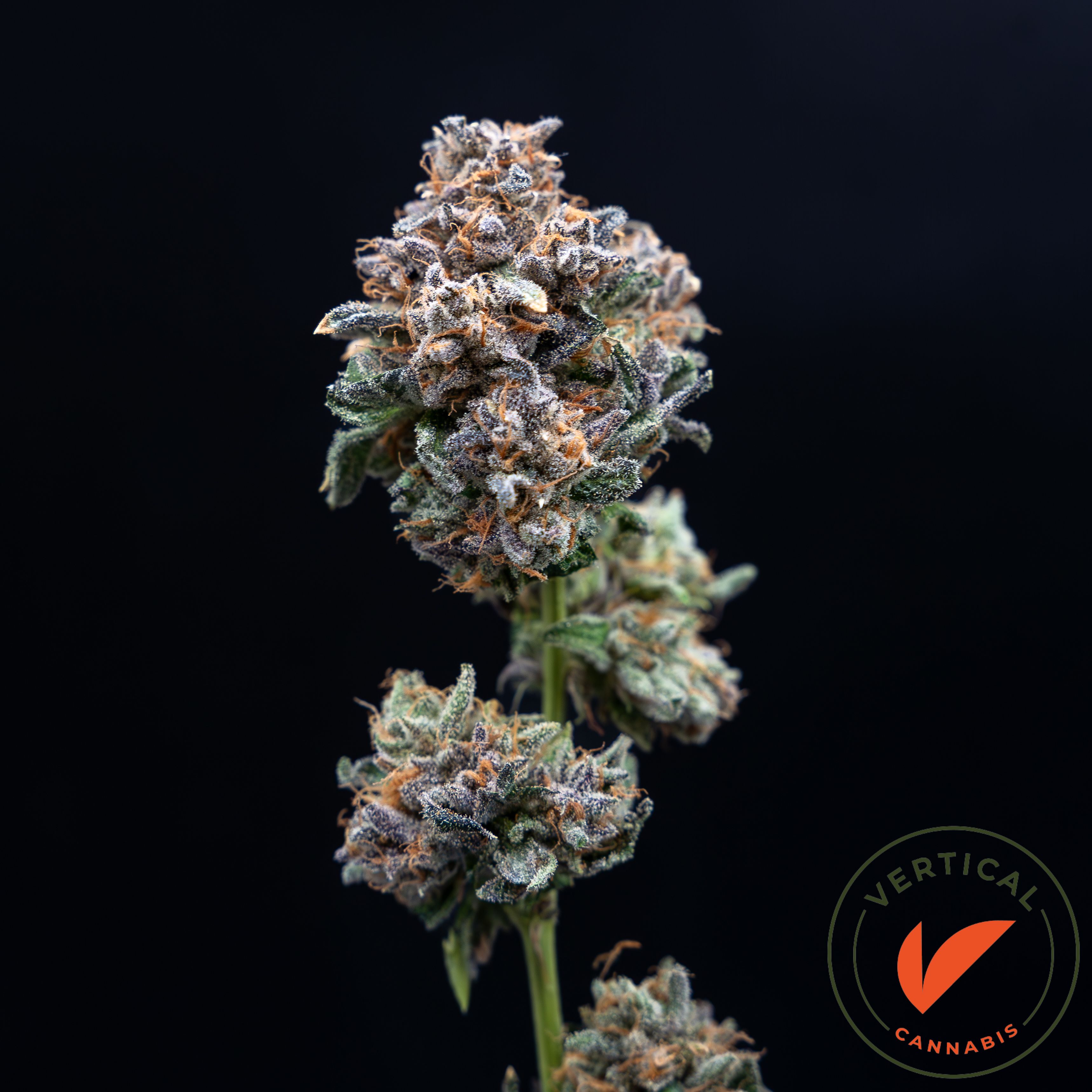 Photograph of product: VERTICAL - CANDY FUMEZ 3.5G HYBRID