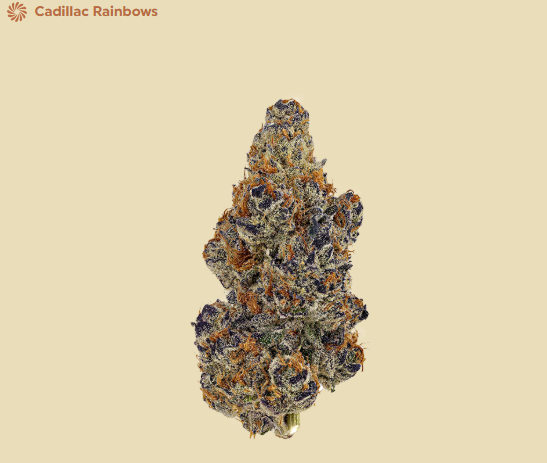 Photograph of product: NEZ - CADILLAC RAINBOWS (14G) (I)