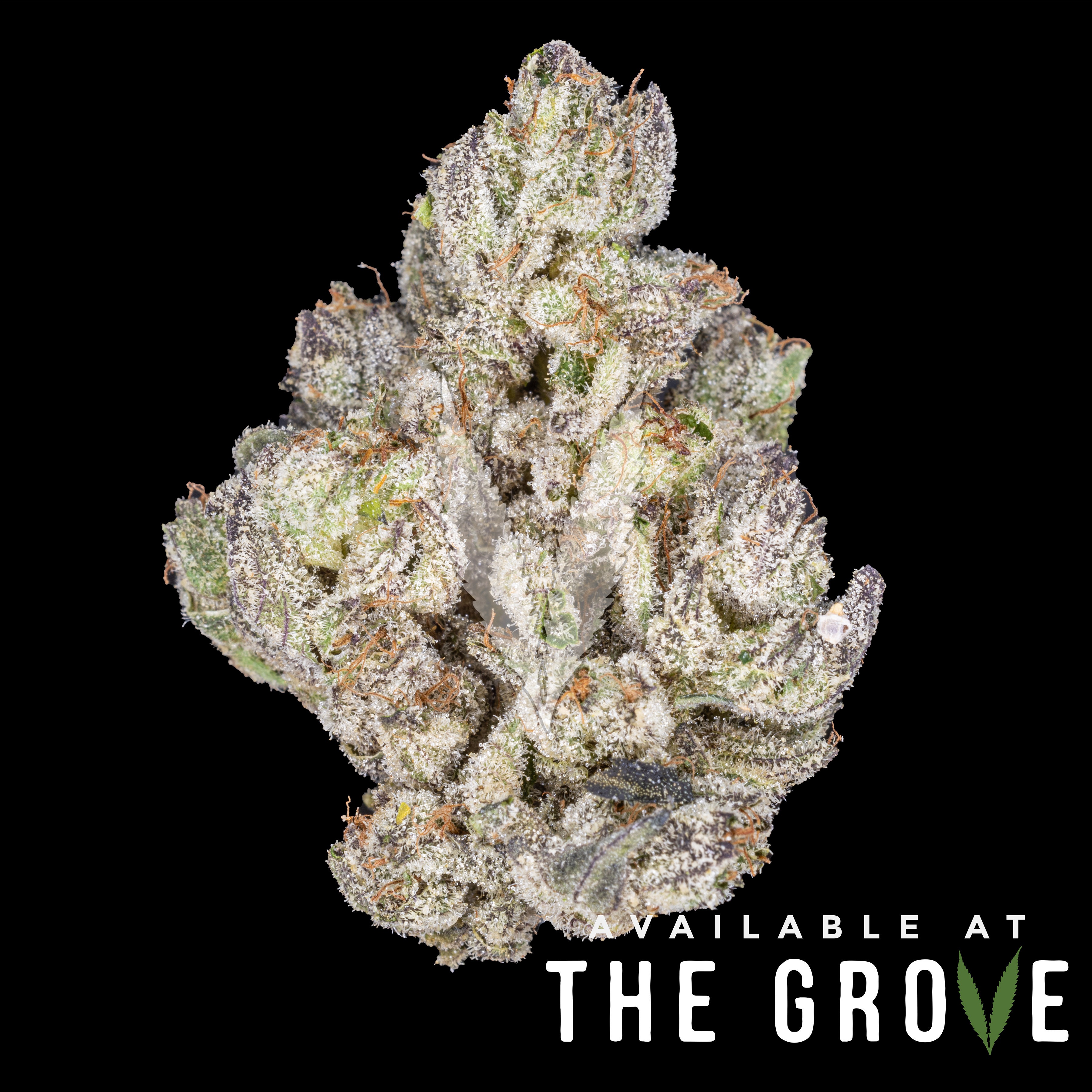Photograph of Product: Kush Company | Sour Power OG - 3.5g