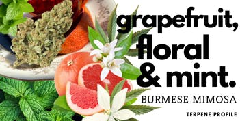 Photograph of product: Burmese Mimosa - 14g - 