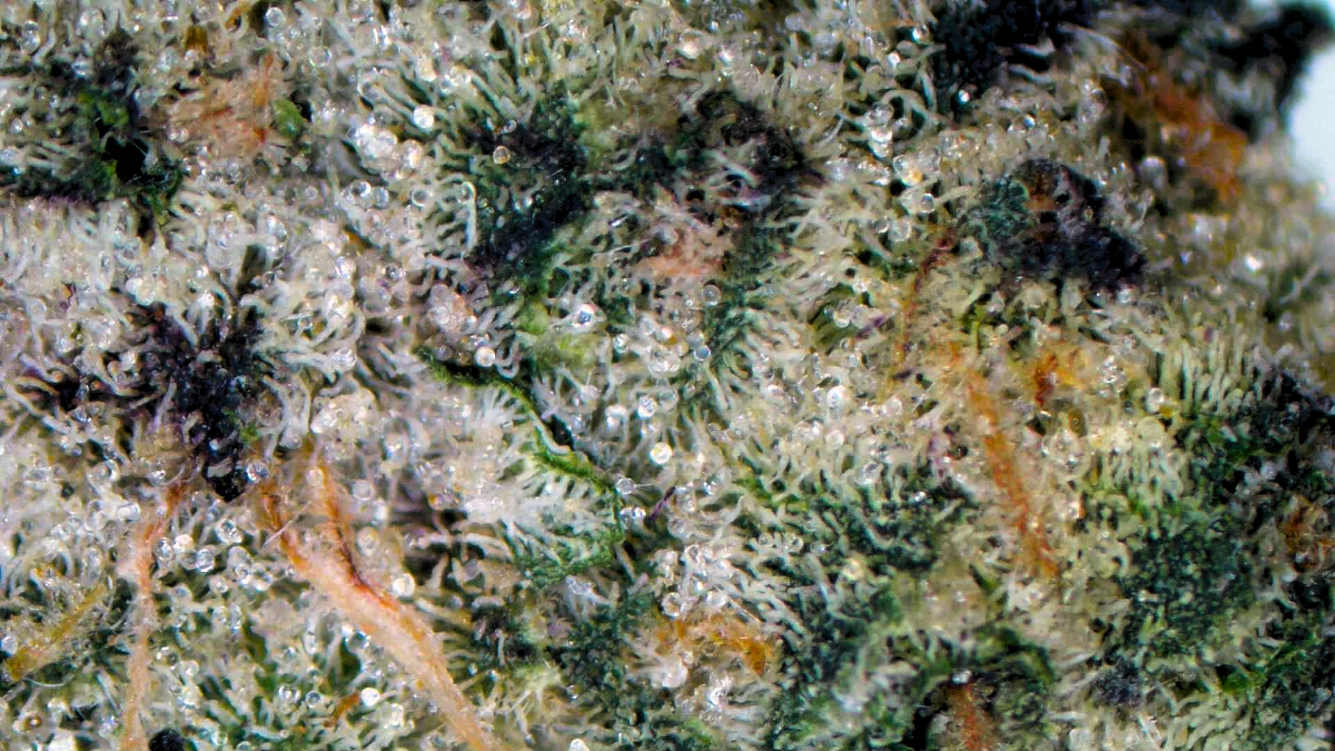 Photograph of product: Mega Runtz - FLOWER - 2g