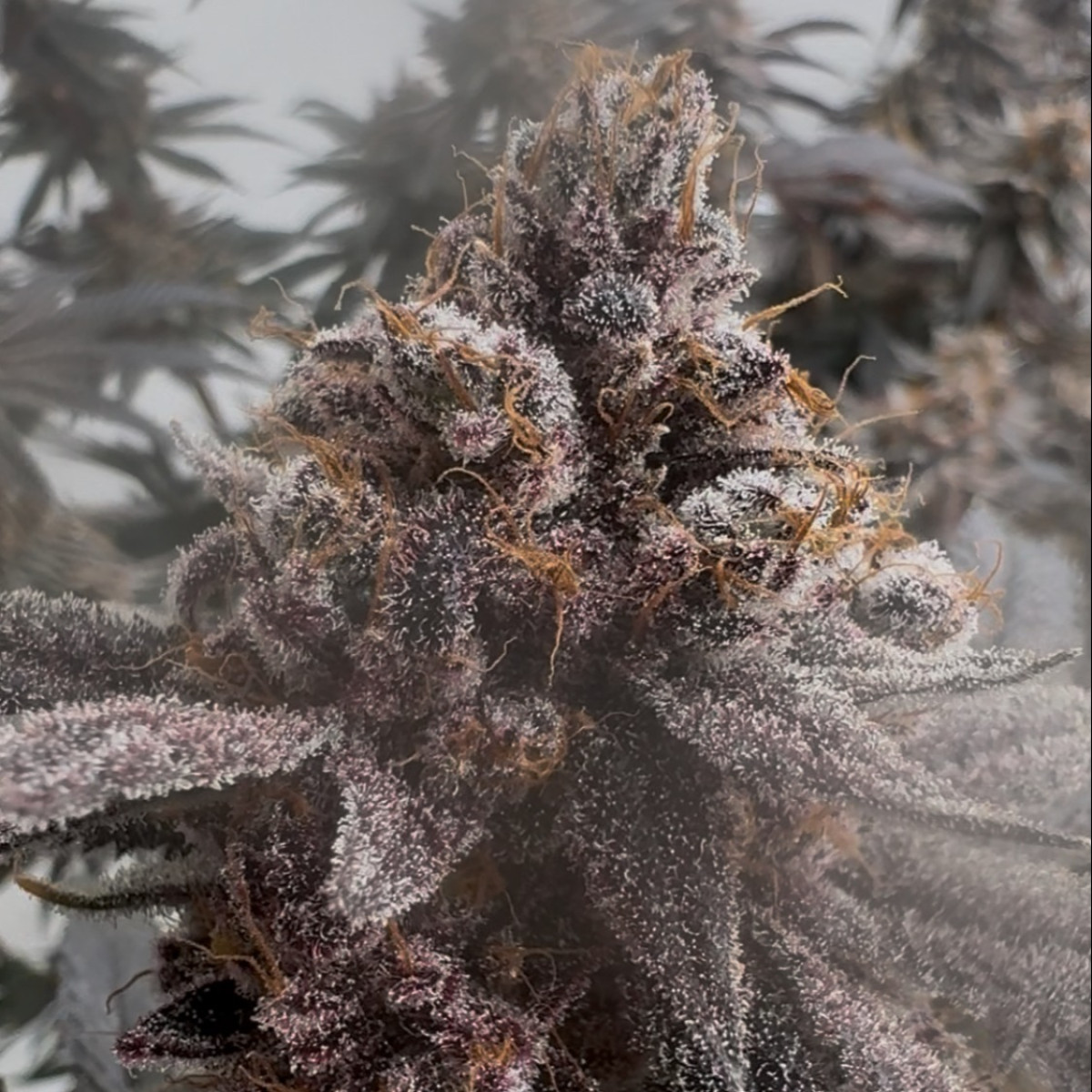 Photograph of product: Verdiggity | Randy's Legacy | Bulk Flower - 28g
