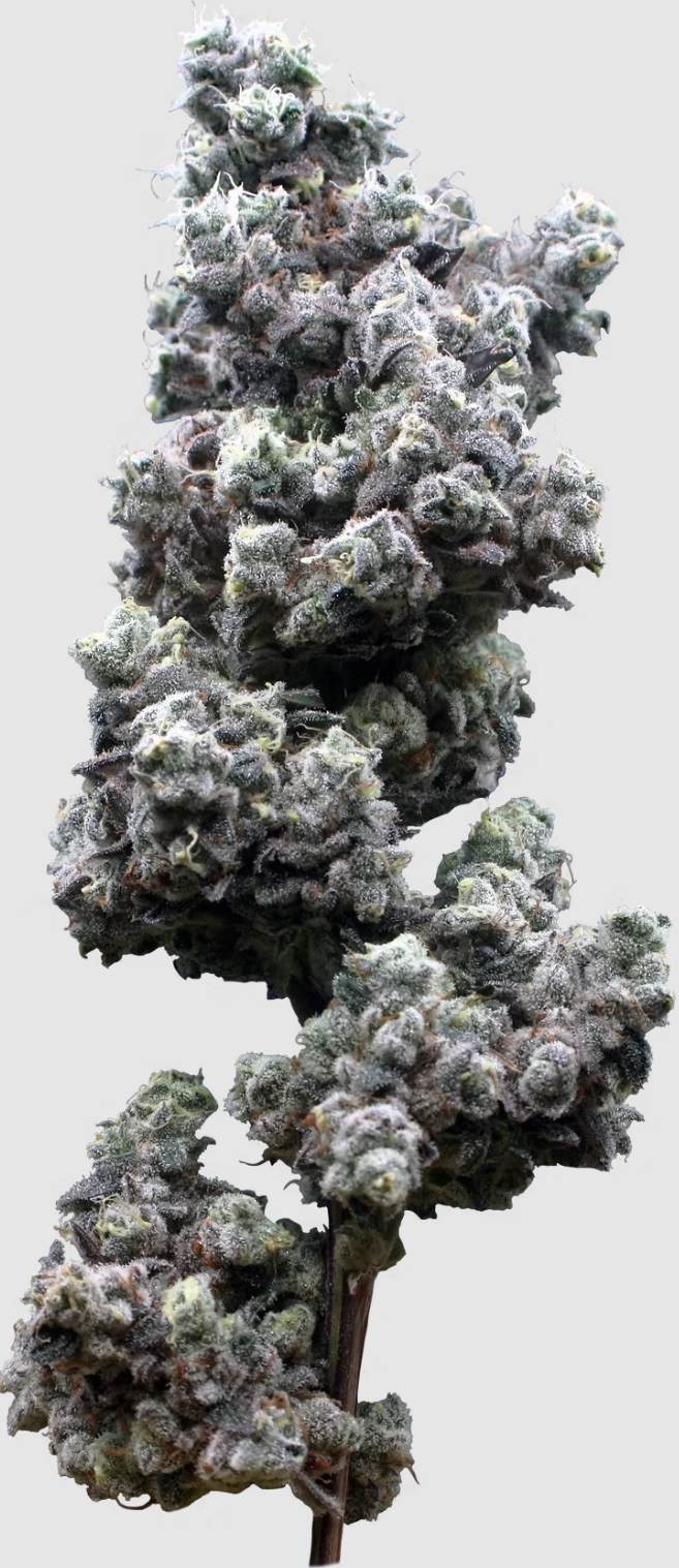 Photograph of product: Mac Stomper | 28g