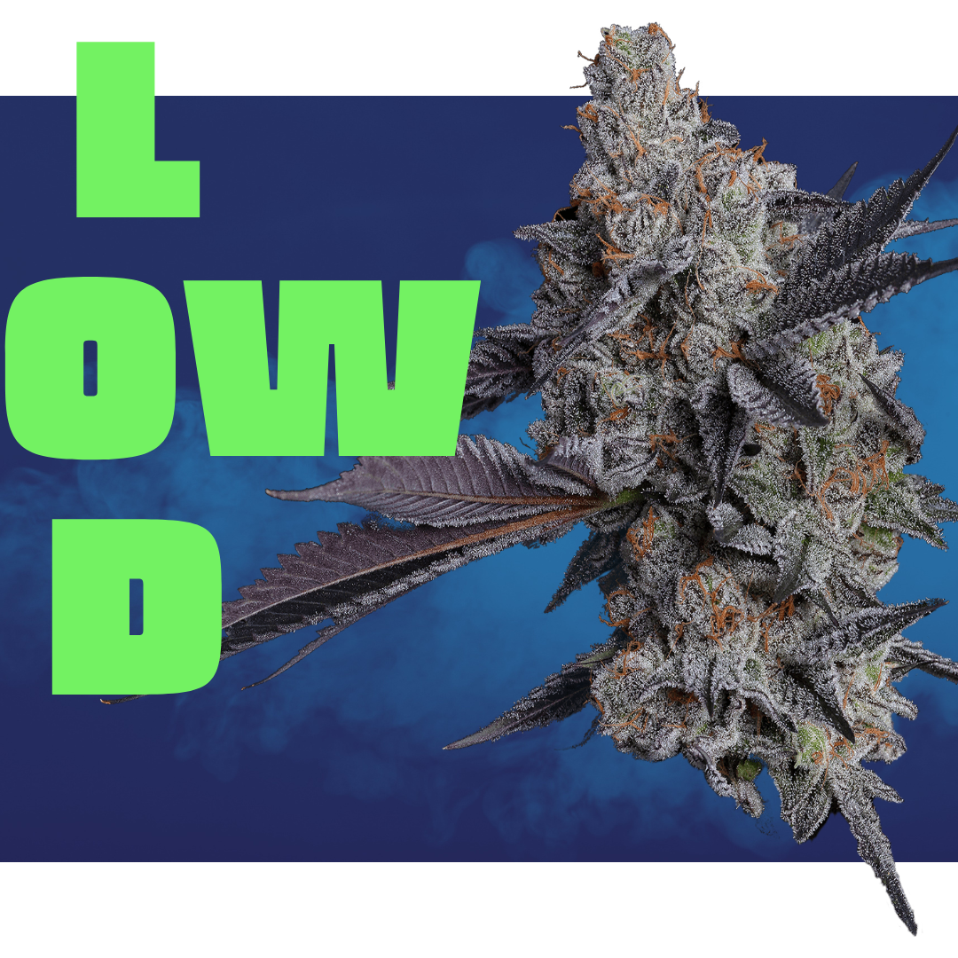 Photograph of product: Platinum Garlic Cookies - Elite Shelf Flower - 28g