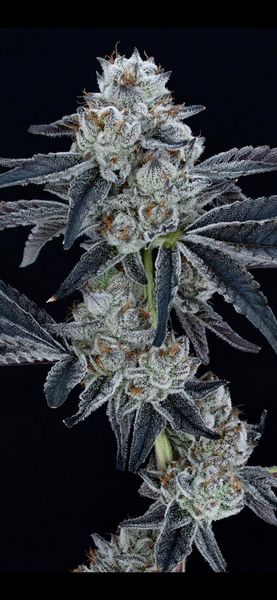 Photograph of product: Zero Gravity - 28g