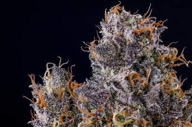 Photograph of product: Fig Farms - Rapper Weed H - Flower - 3.5g