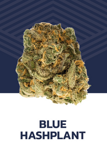 Photograph of product: Blue au chocolat Plant Flower - 7g