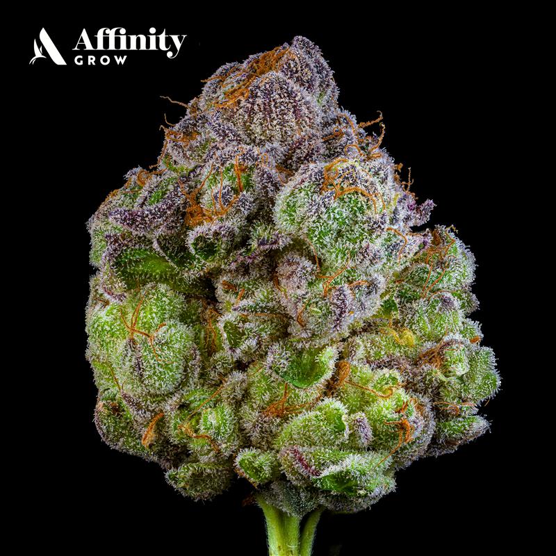 Photograph of Product: AFFINITYGROW | Divine OG | Flower | 3.5g