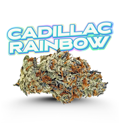 Photograph of product: Top Shelf | Cadillac Rainbows | Holy Grail by Fade Co. - 3.5g