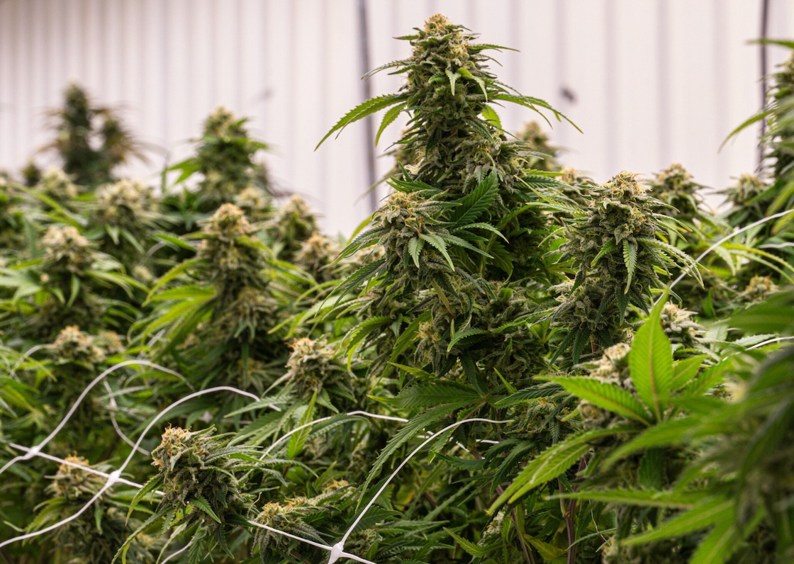 Photograph of product: Black Martini - Premium Sungrown - 14g