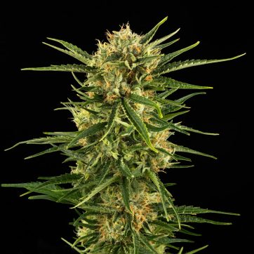 Photograph of product: Durban Poison Pre-Roll | 1g