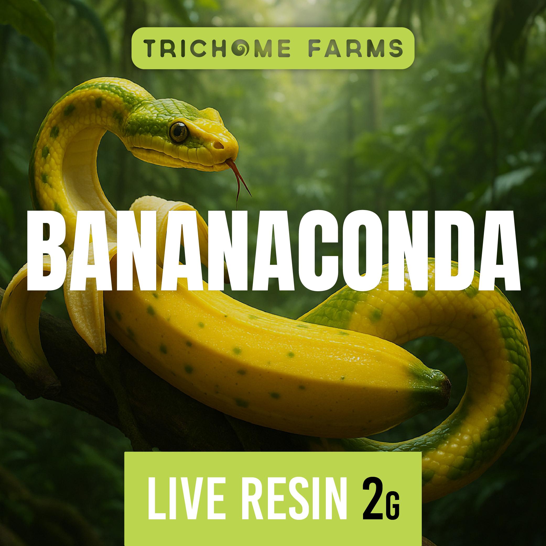 Photograph of product: Trichome Farms Bananaconda  Resin