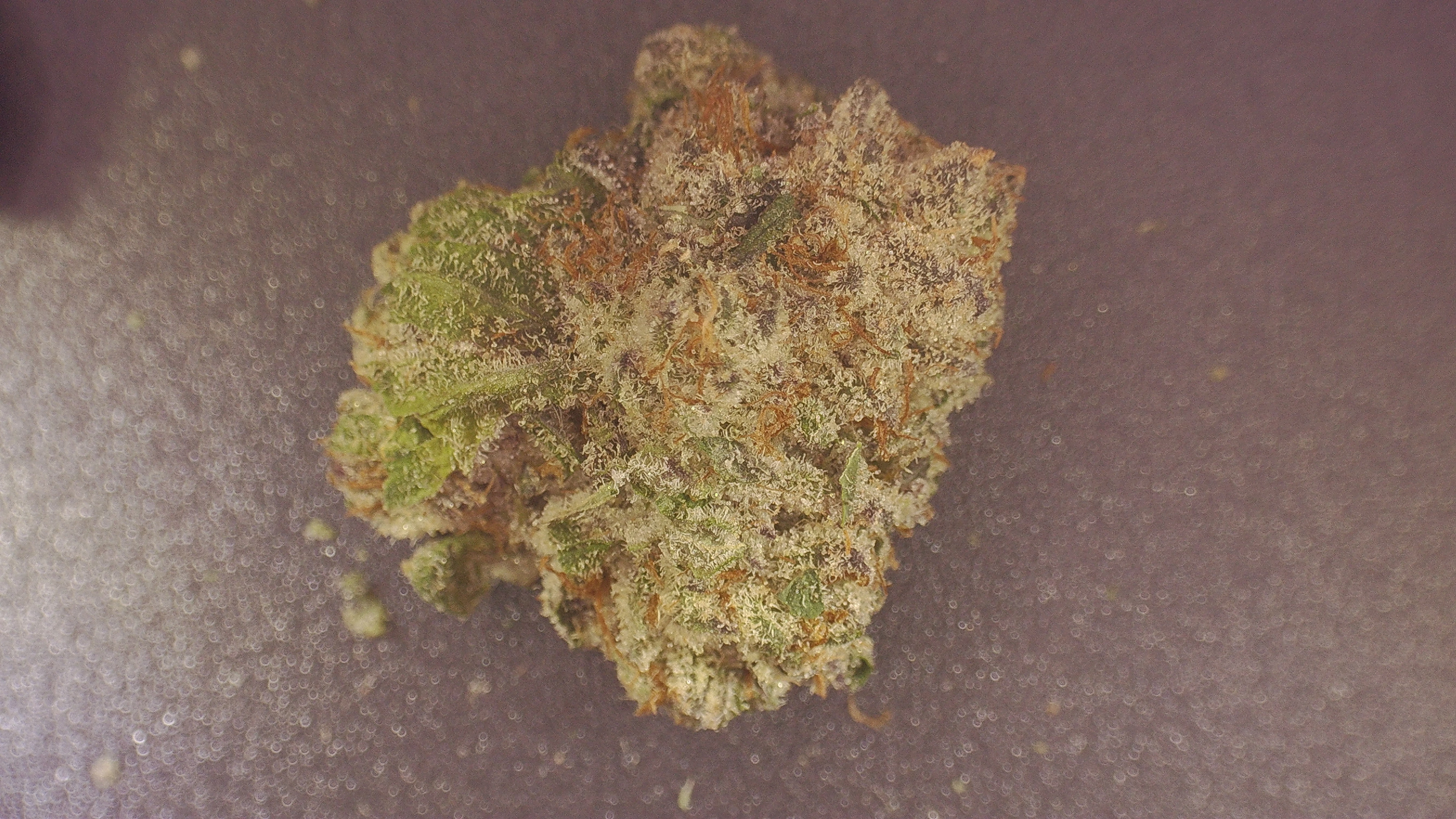 Photograph of product: Special Shelf - Lavender Jones (H) - 28g