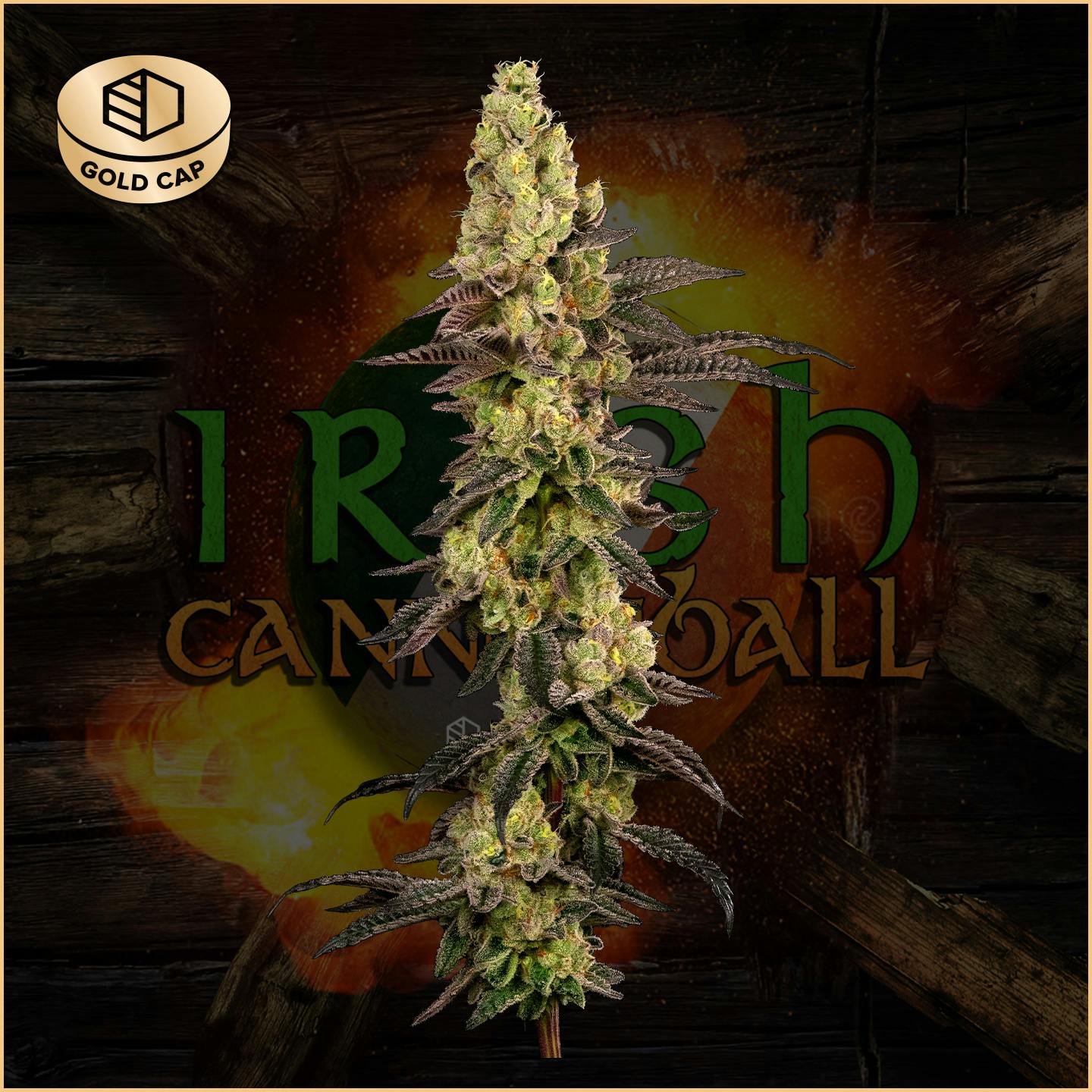 Photograph of product: Irish Cannonball