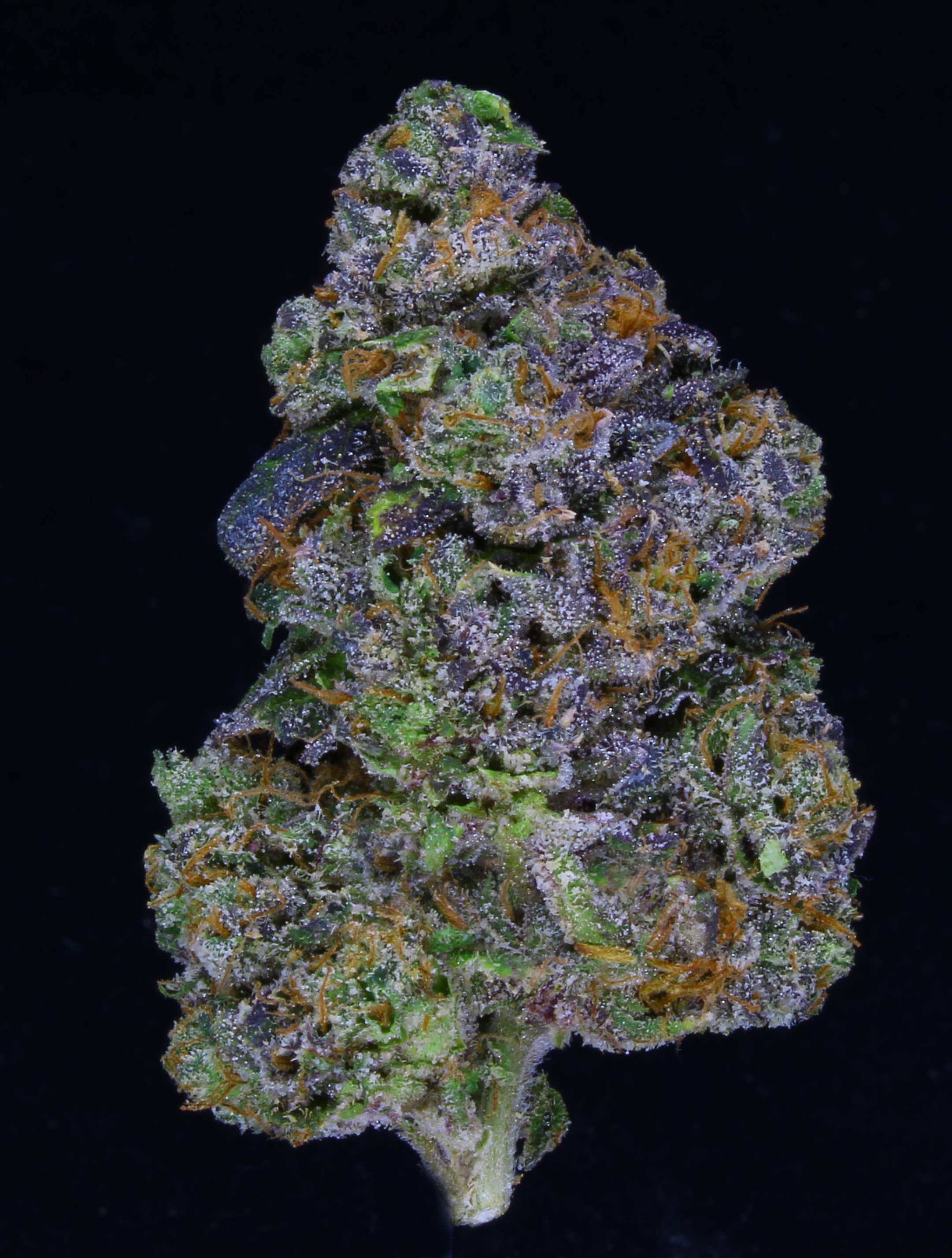 Photograph of product: Crash Glow | Doghouse Supreme Oui'd - 14g