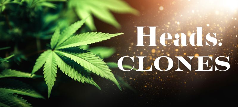 Photograph of product: Don Mega Clone