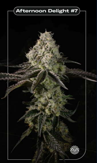 Photograph of product: Afternoon Delight #4 | Popcorn Flower - 7g