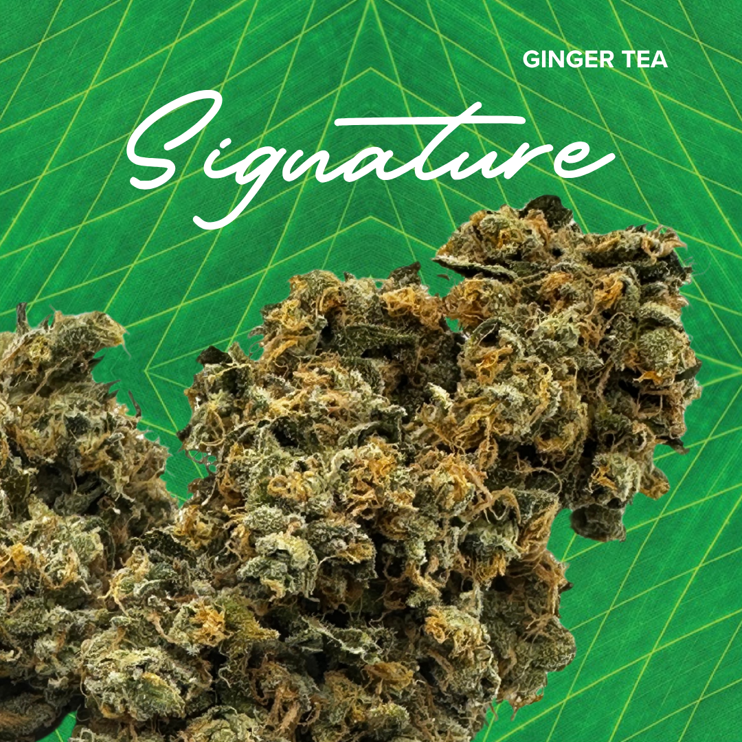 Photograph of product: Signature 3.5g Ginger Tea