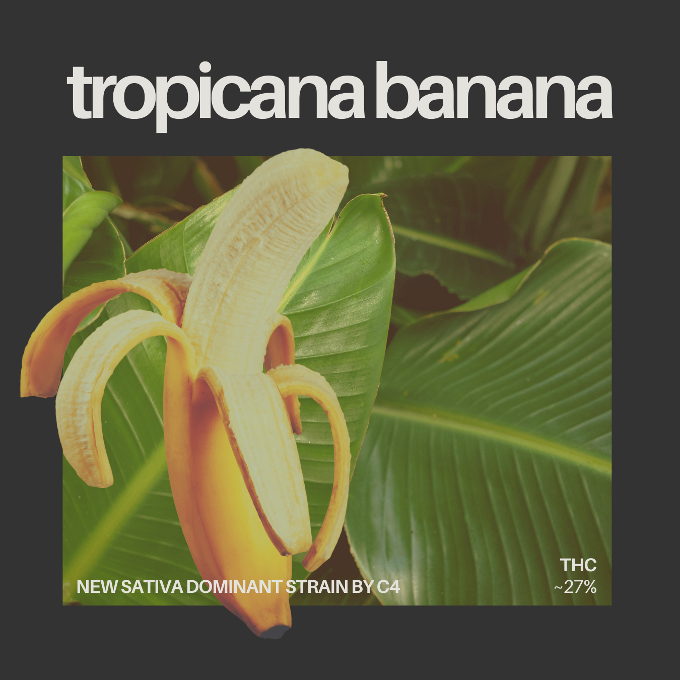 Photograph of product: C4 - TROPICANA BANANA 3.5 GRAMS