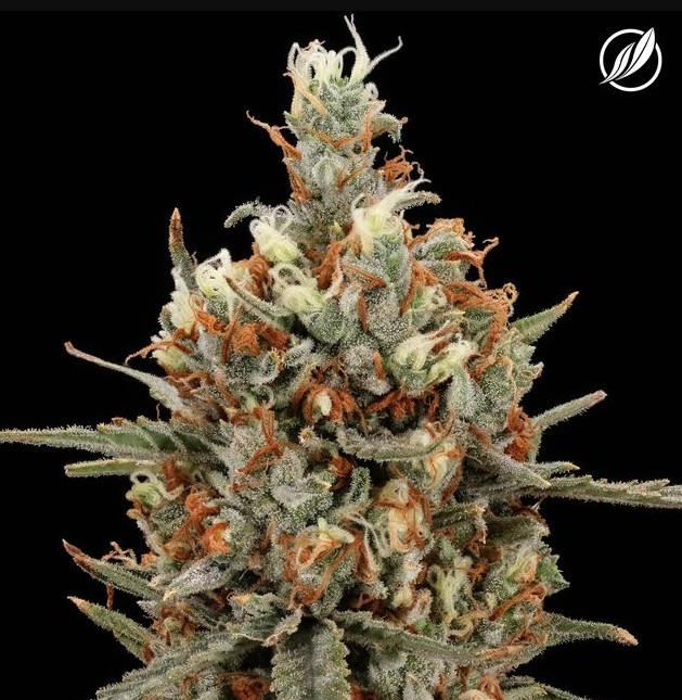 Photograph of Product: Flower | Diesel Train | 25998 - 3.5g