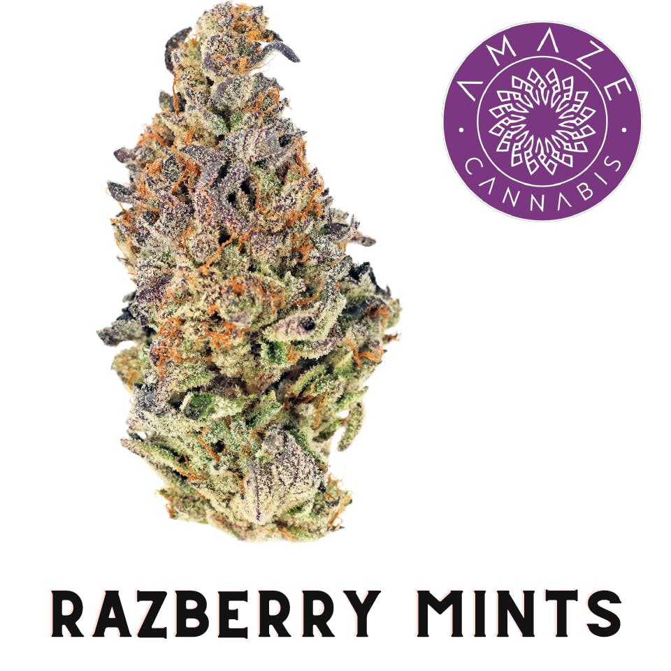 Photograph of product: AMAZE - PREPACK - 3.5G - RAZZBERRY MINTS - HYBRID