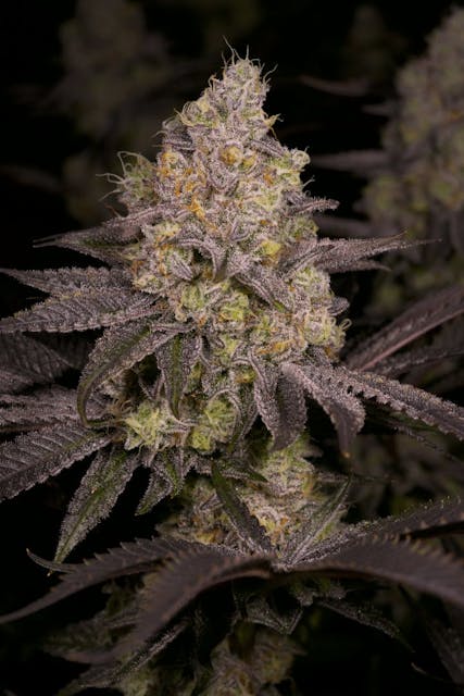 Photograph of product: Dark Rainbow | 3.5g - 