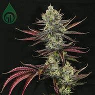 Photograph of product: Green Dot- BLM Reba Jam Flower 3.5g