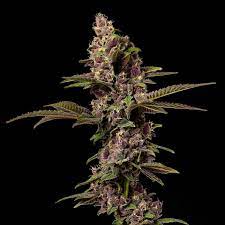 Photograph of product: Devil's Punch Bowl Pre-Roll | 1g