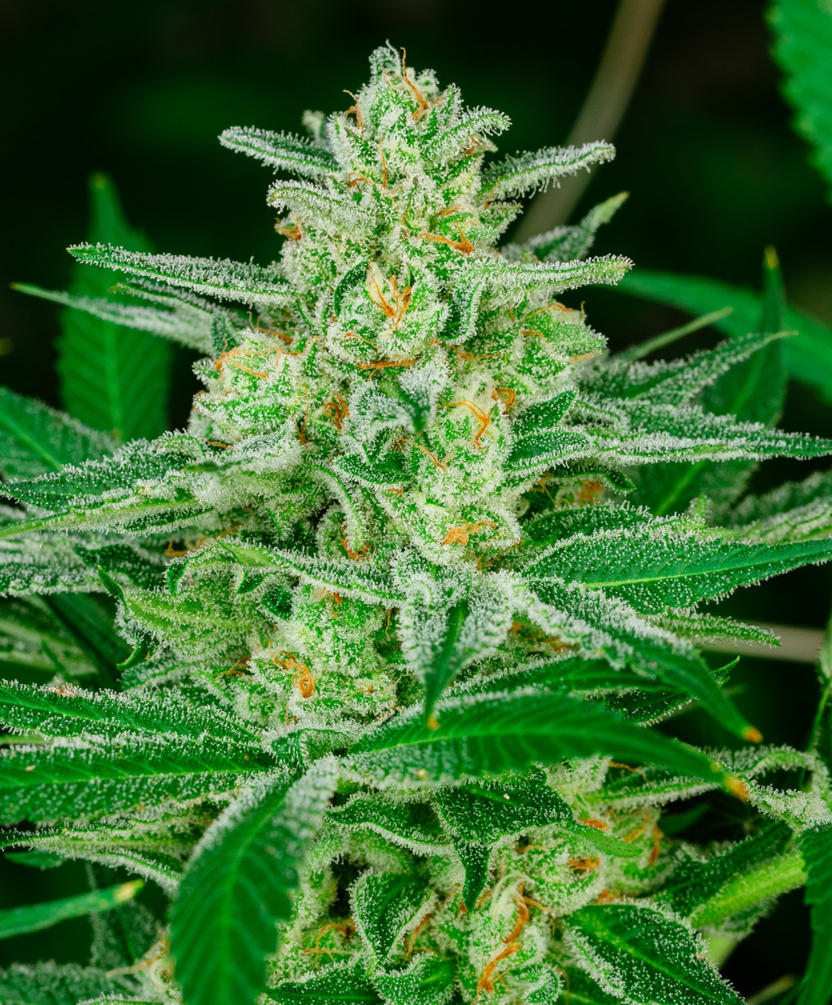 Photograph of product: Blue Dream | 3.5g