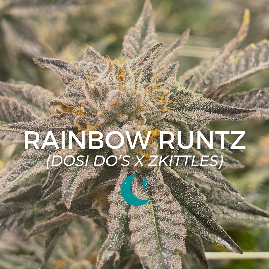 Photograph of product: Rainbow Runtz - 2g