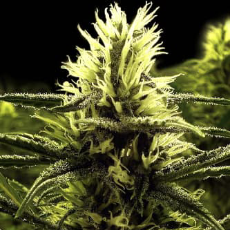 Photograph of product: Bloom County - Citral Skunk - 28g