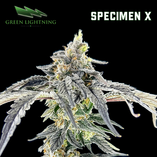 Photograph of product: Specimen X - 3.5g