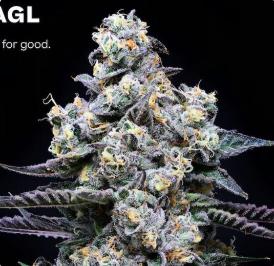 Photograph of product: AGL 3.5g Purple Tyde (S) 00552 (3.5g)