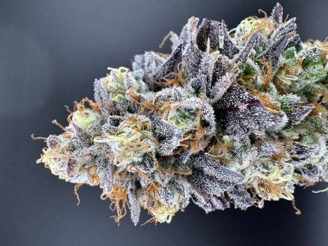 Photograph of product: Jersey Strong Oui'd RS11 Flower - 3.5g