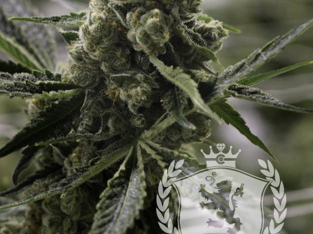 Photograph of product: Prohibition Herb - Flower - Sueno - Bulk - 28g