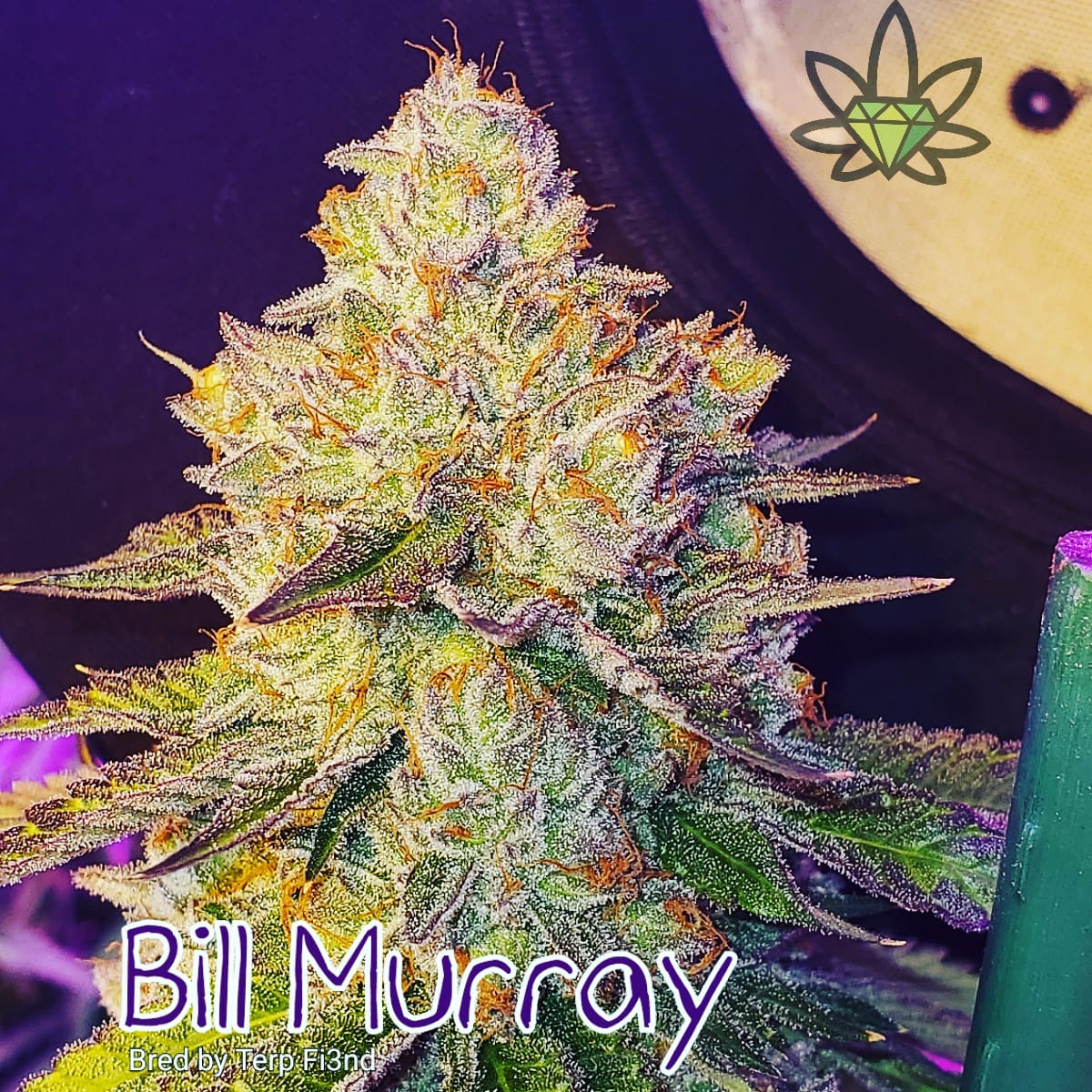 Photograph of product: Bill Murray (DOH) - 7g