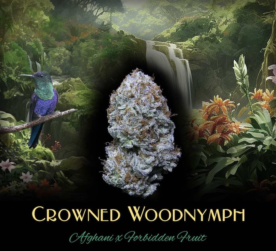 Photograph of product: Deaux - Crowned Woodnymph - Flower - 1g