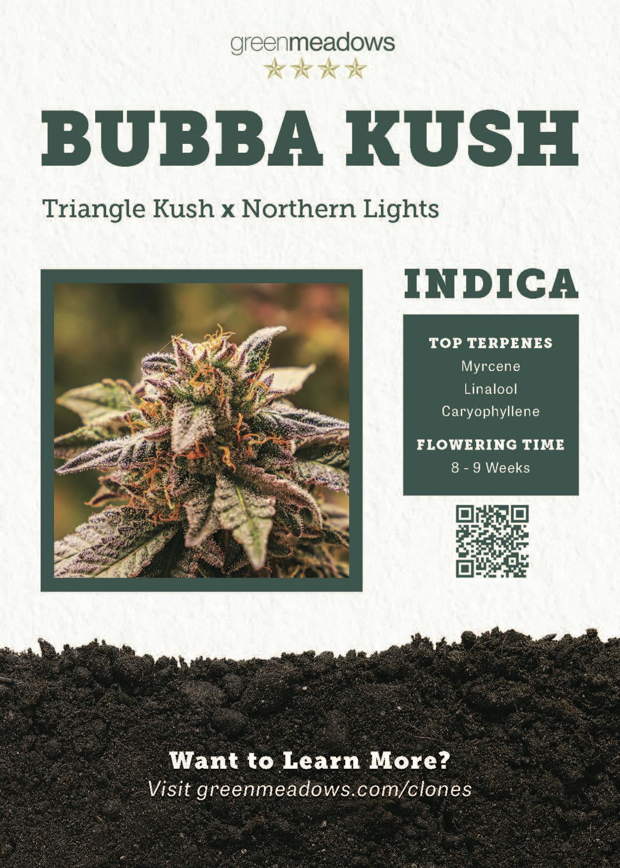 Photograph of Product: Bubba Kush (I) Live Plant Clone- Green Meadows