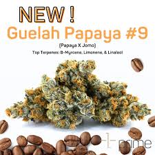 Photograph of product: Guelah Papaya #9 - 3.5g