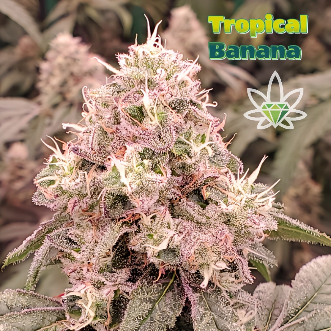 Photograph of product: Tropical Banana [DOH] 2pk - by High End Farms