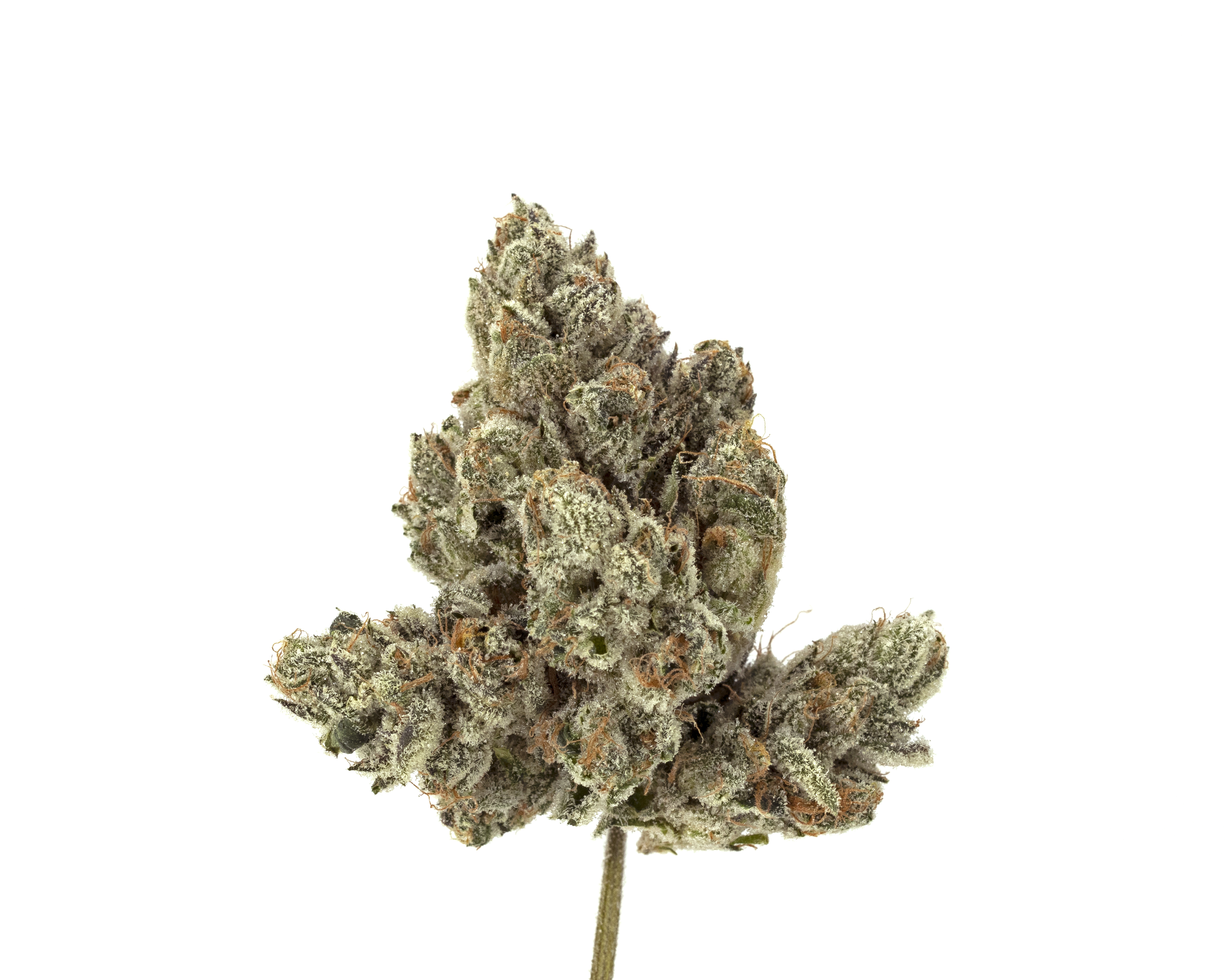 Photograph of product: WonderBrett Black Orchid Flower (REC) - 3.5g