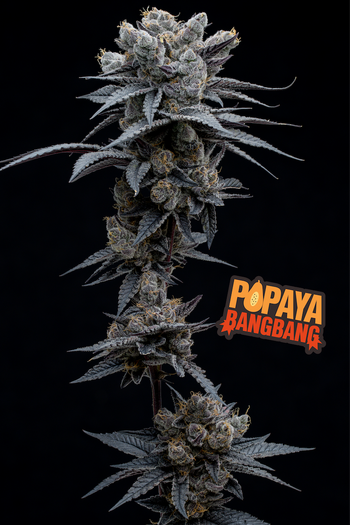 Photograph of product: Papaya Bang Bang - 3.5g
