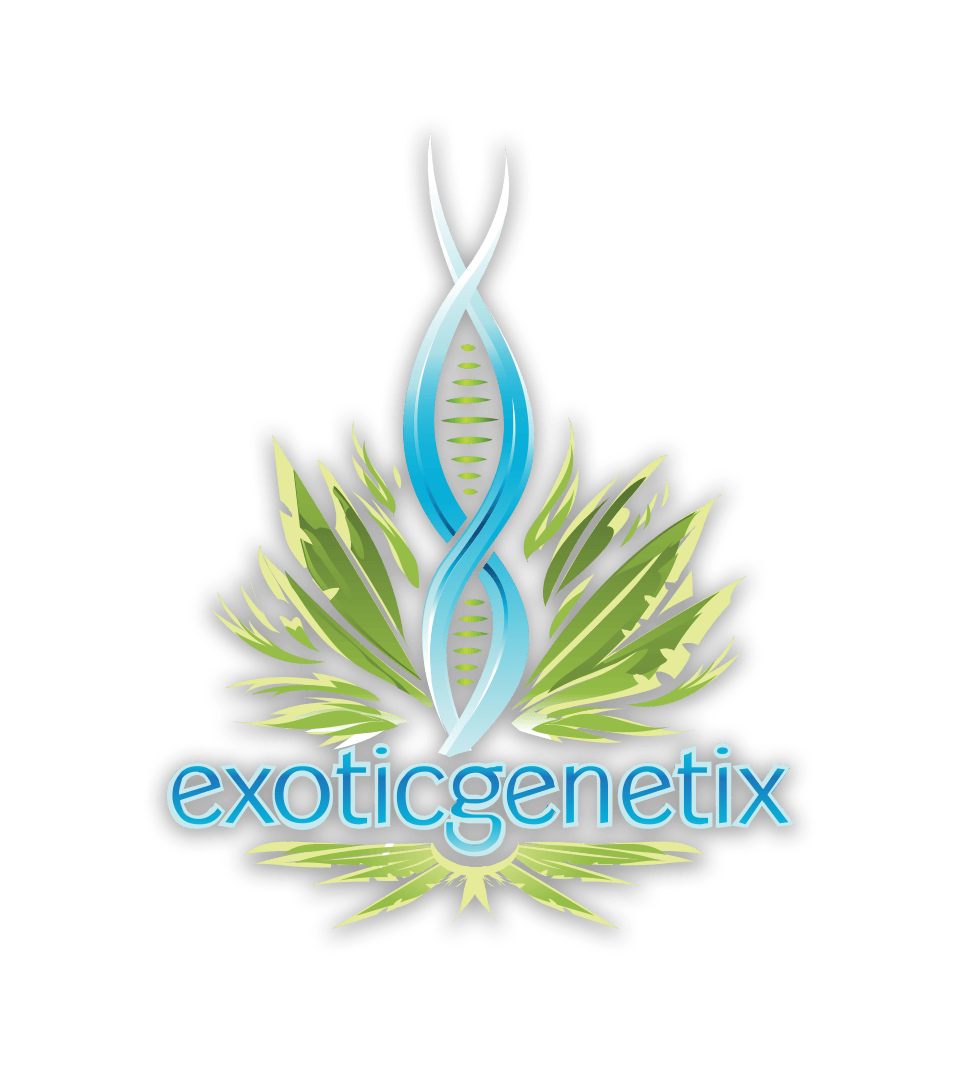 Photograph of product: Exotic Genetix (6 Fem) Truffle Monkey