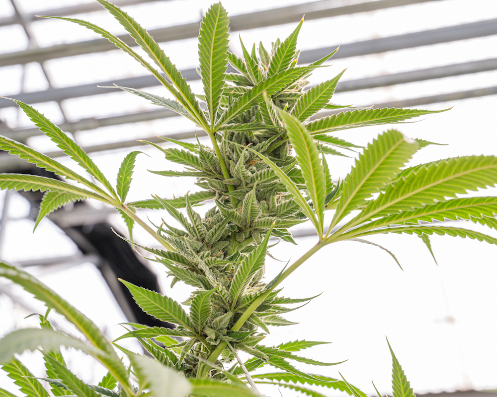 Photograph of product: Gelato Sunset - Premium Sungrown - 28g