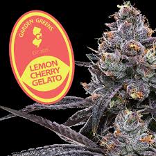 Photograph of product: Garden Greens l Lemon Cherry Gelato l 3.5g