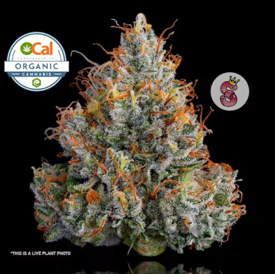 Photograph of product: Lemon Banana Sherb (H) OCal Living Soil Flower 3.5g 8th - No Till Kings