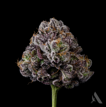 Photograph of product: Hippie Crasher 3.5g Flower (I) 00253