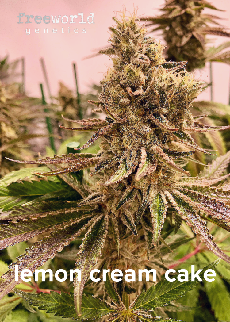 Photograph of product: Lemon Cream Cake Seeds | 6pk
