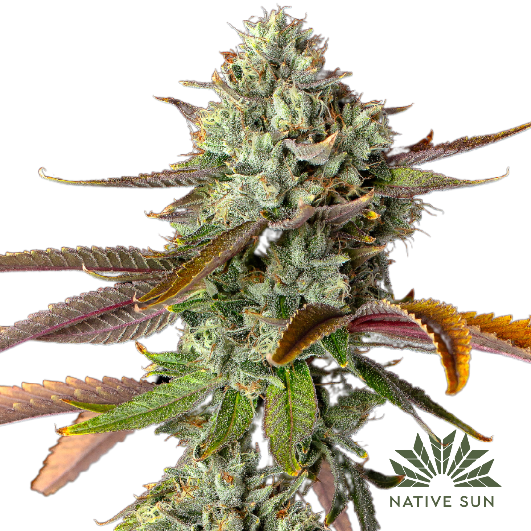 Photograph of product: Emergen-C | Flower | 3.5g