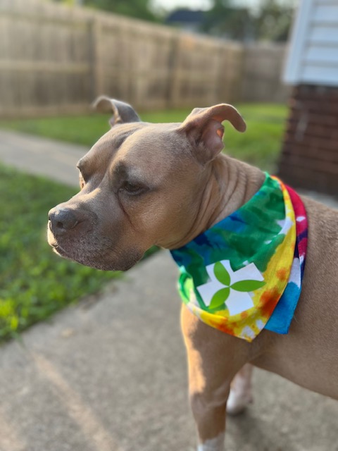 Photograph of product: Trinity Tie Dye Bandana